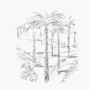Palm tree