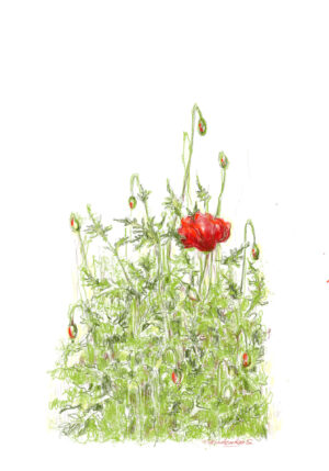 The Poppy Flower